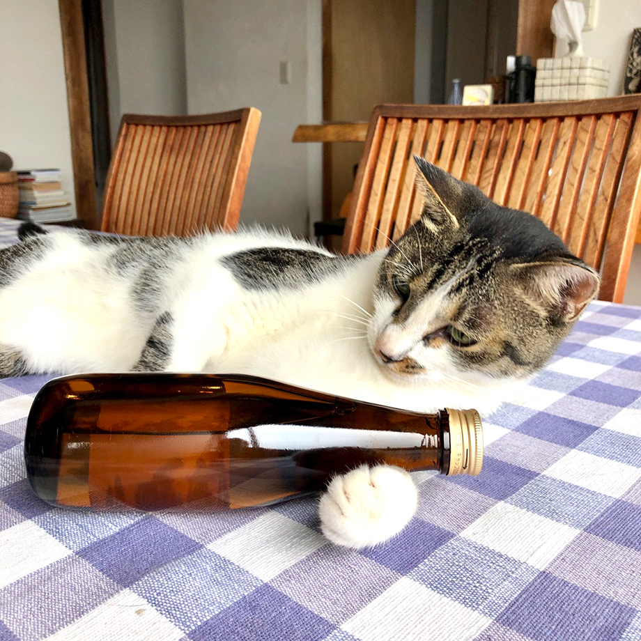 雪紅梅　四季を旅するお酒　猫とお酒の写真コンテスト　サンプル